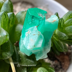 Colombian Emerald Natural Crystal Cluster