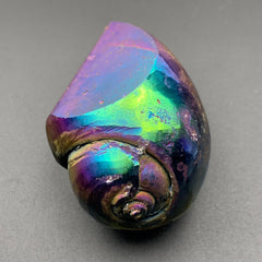 Titanium Aura Spiralite Crystal Fossil Seashell