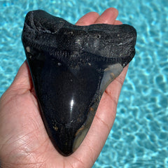 Megalodon Shark Tooth Fossil 5.6"