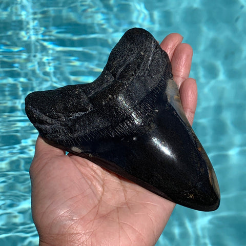 Megalodon Shark Tooth Fossil 5.6"