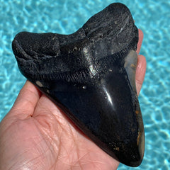 Megalodon Shark Tooth Fossil 5.6"