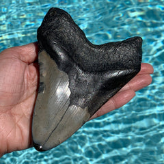 Megalodon Shark Tooth Fossil 5.6"