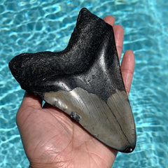 Megalodon Shark Tooth Fossil 5.6"