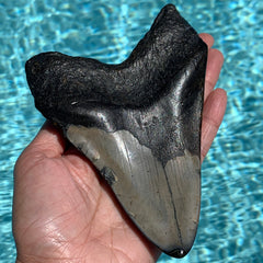 Megalodon Shark Tooth Fossil 5.6"
