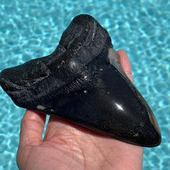 Megalodon Shark Tooth Fossil 5.6"