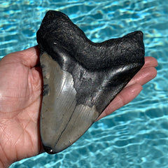 Megalodon Shark Tooth Fossil 5.6"